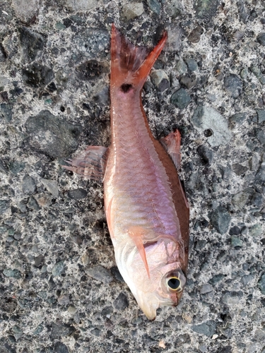 ネンブツダイの釣果