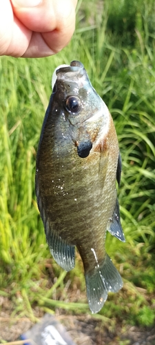 ブルーギルの釣果