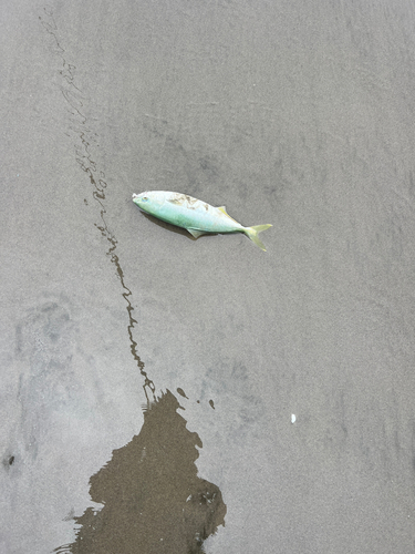 ワカシの釣果