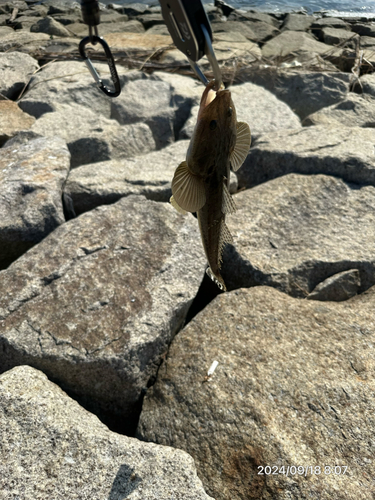 マゴチの釣果