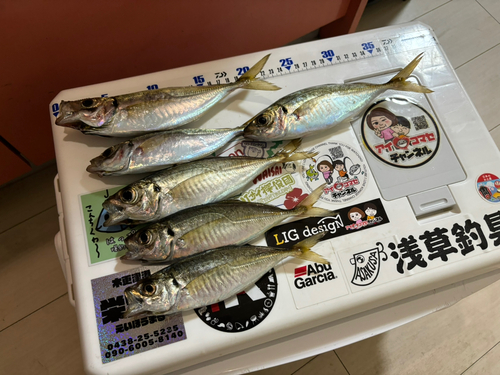 アジの釣果