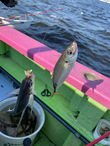 アジの釣果