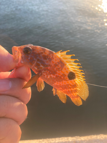 カマスの釣果