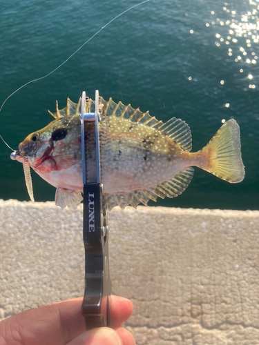 アイゴの釣果