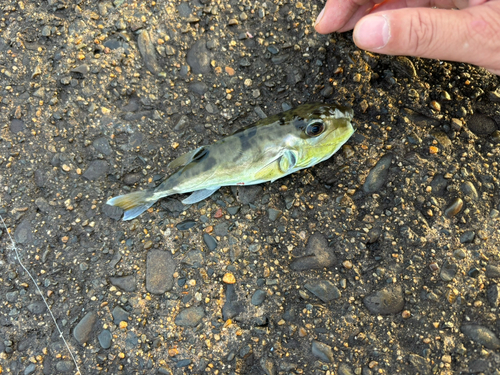 シロサバフグの釣果