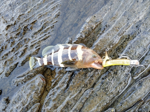 アオハタの釣果