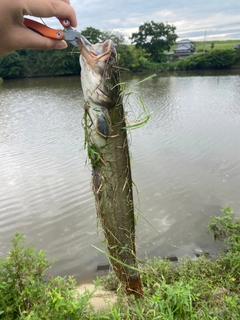 ナマズの釣果