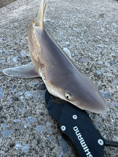 サメの釣果