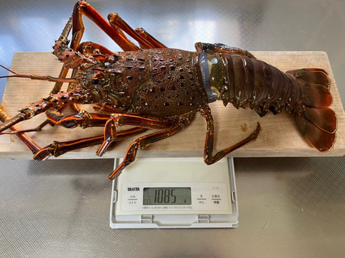 イセエビの釣果