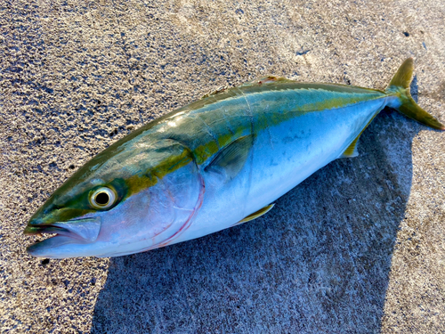 イナダの釣果