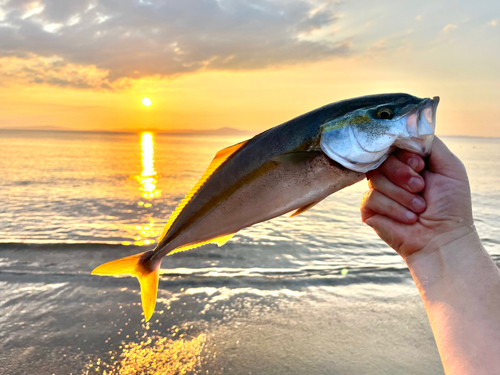 ハマチの釣果