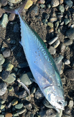 ソウダガツオの釣果