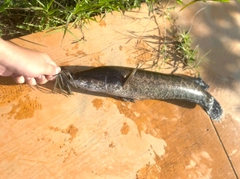 ライギョの釣果