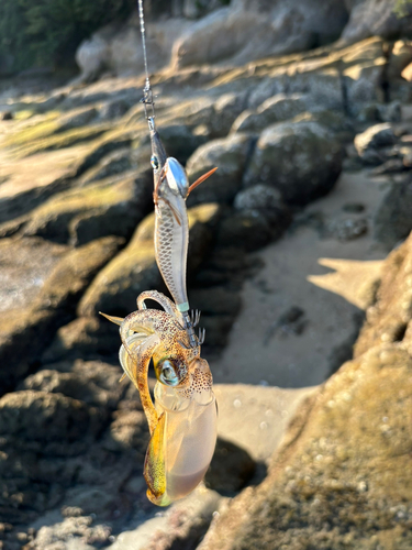 アオリイカの釣果