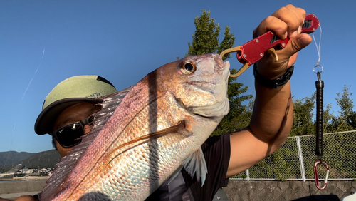 タイの釣果