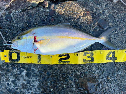 ショゴの釣果