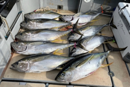 キハダマグロの釣果