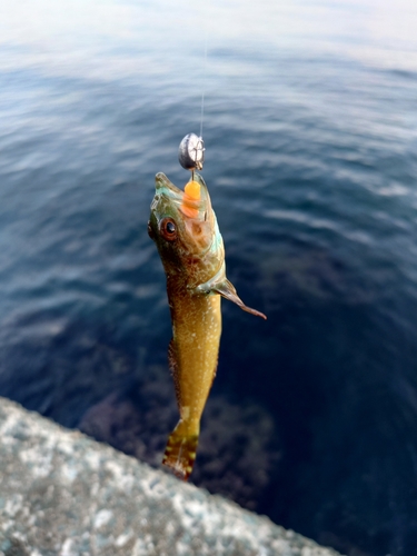 アナハゼの釣果