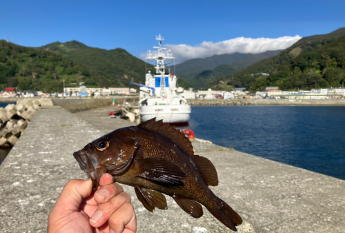 ガヤの釣果