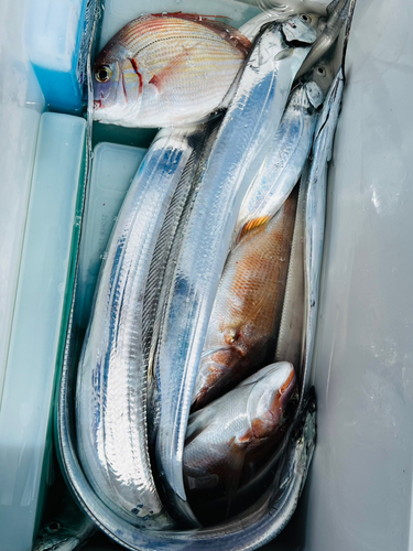 タチウオの釣果