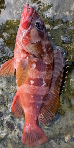 アカハタの釣果