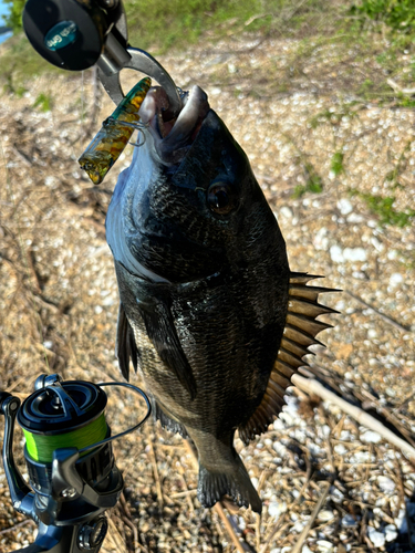 チヌの釣果