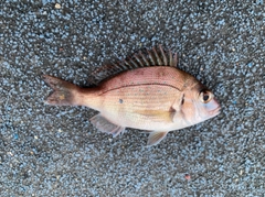 チャリコの釣果