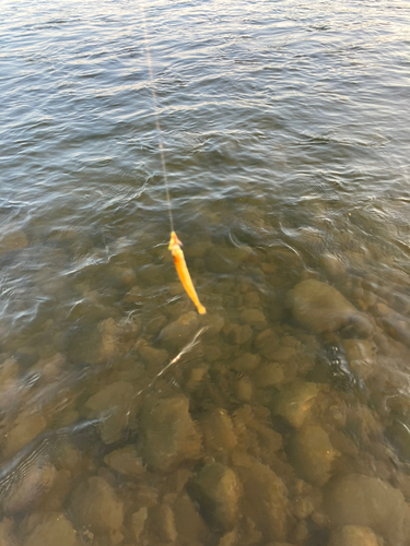 オイカワの釣果