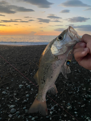 セイゴ（ヒラスズキ）の釣果