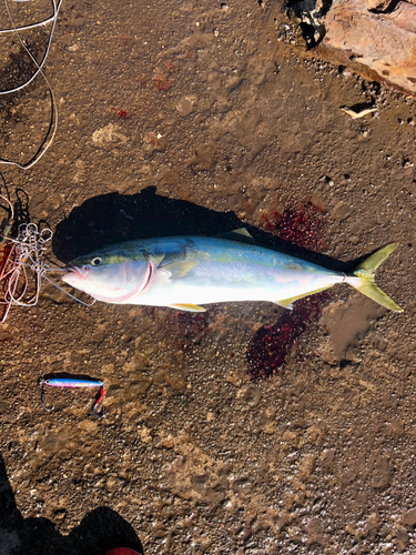 ワラサの釣果