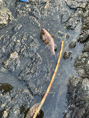 オオモンハタの釣果