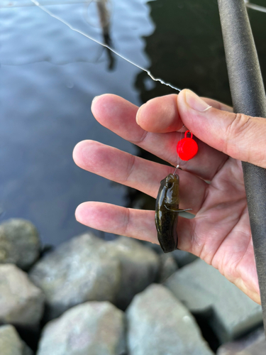 チチブの釣果