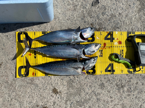 ソウダガツオの釣果