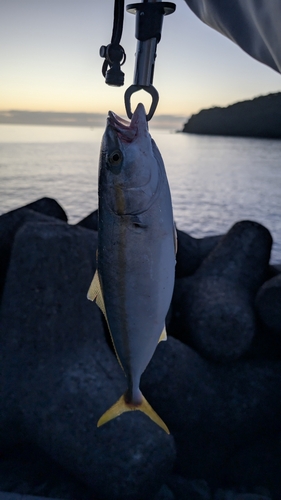 ハマチの釣果