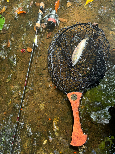 ヤマメの釣果