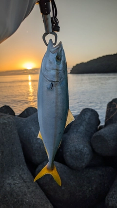 ハマチの釣果