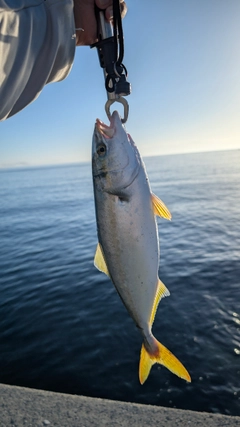 ハマチの釣果