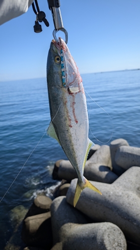 ハマチの釣果