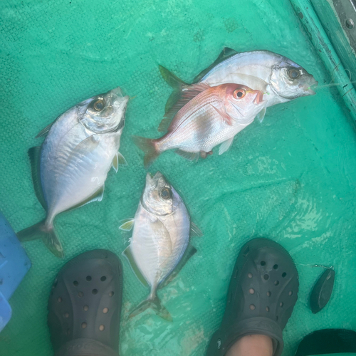 カイワリの釣果