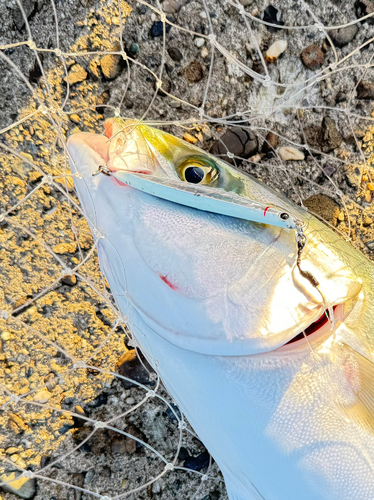 ブリの釣果