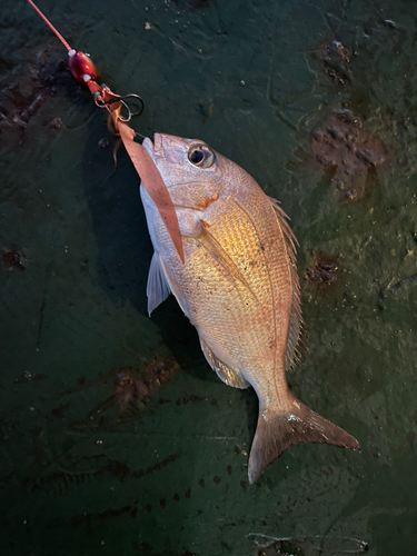 マダイの釣果