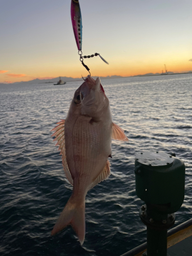 マダイの釣果