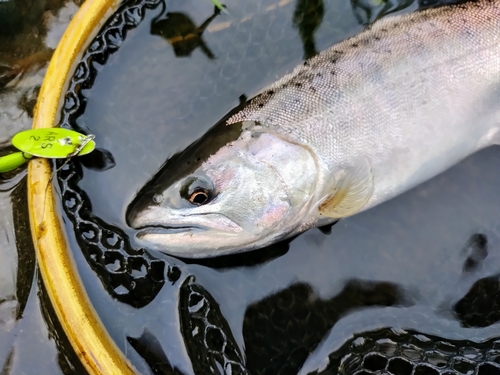 ヤマメの釣果