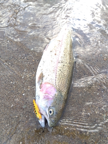 ニジマスの釣果