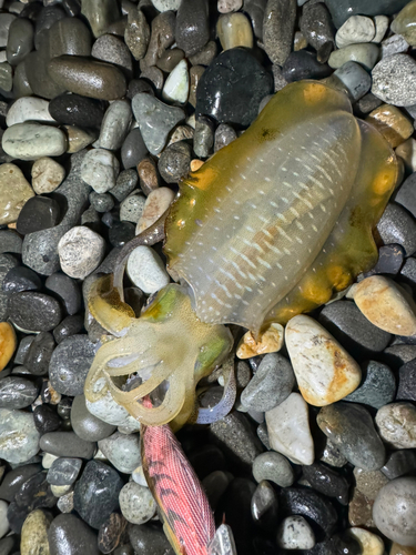 アオリイカの釣果