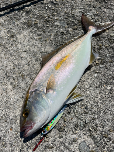 シオの釣果