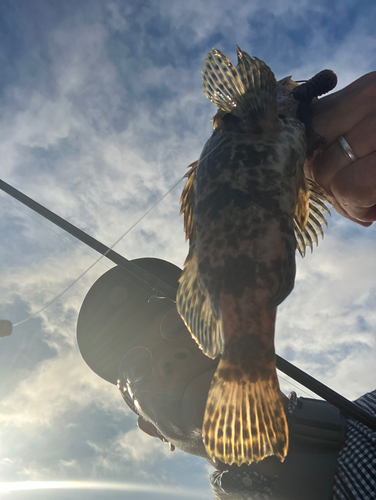 タケノコメバルの釣果