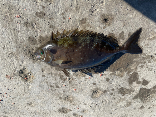 アイゴの釣果