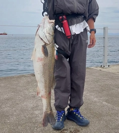 スズキの釣果