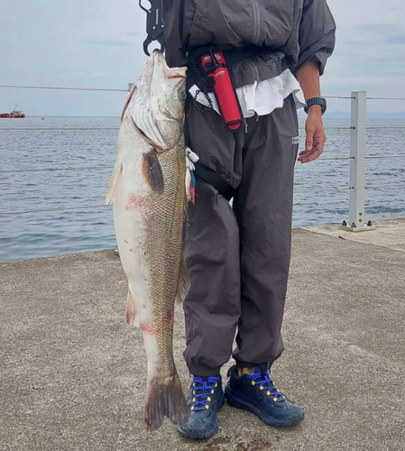 スズキの釣果